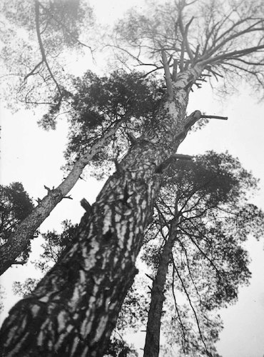Pine trees at the Feininger Meisterhaus, looking up, strong foreshortening (Bauhaus Tree*)