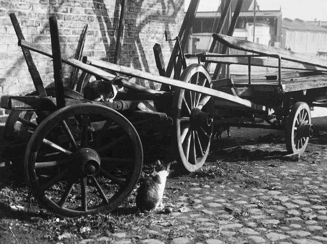 Cat and Wagon