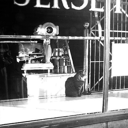 Sunday Morning Lower East Side, Cat in a Window 