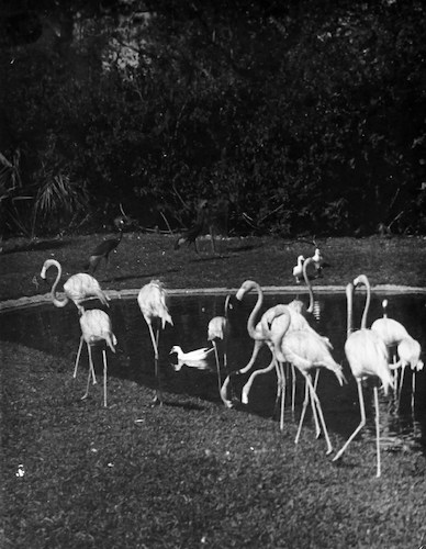 Flamingos im [Bronx] Zoo II