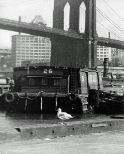 Möve am Ufer unter der Brooklyn Bridge mit Container 