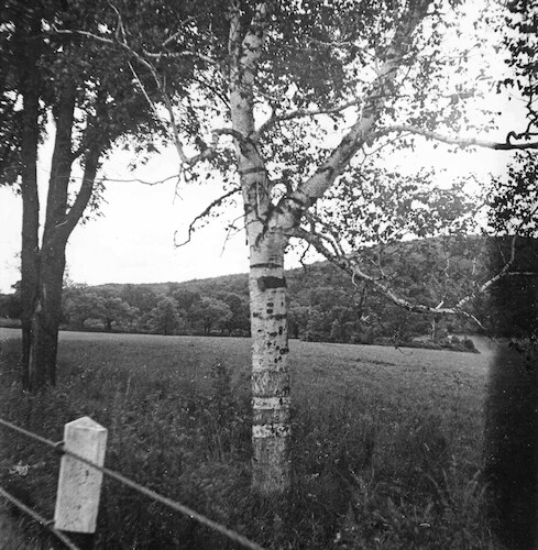 Birch Tree by the Road